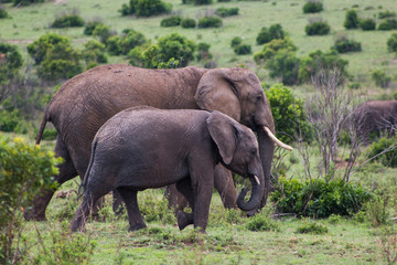 Naklejka na ściany i meble Elephants in wild nature - Masai Mara, Kenya