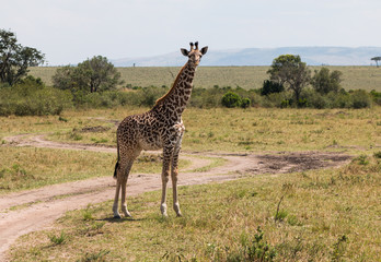 Fototapeta premium Giraffe in wild nature - Masai Mara, Kenya