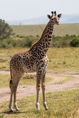 Naklejka na ściany i meble Giraffe in wild nature - Masai Mara, Kenya
