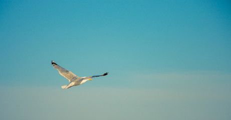 Seagull flying 