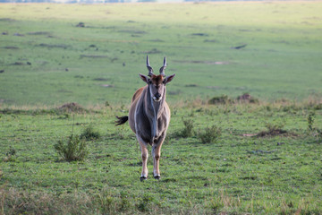 Antelopes in wild nature - Masai Mara, Kenya