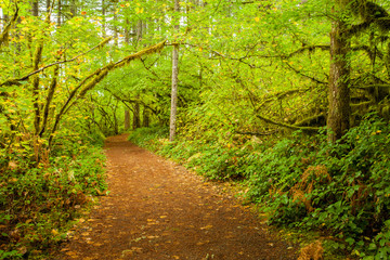 Hiking trail in Silver Falls State Park, Oregon in autumn