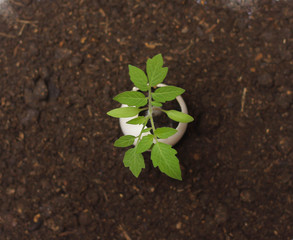 Top View from young green plant grow in eggshell isolated over soil background. Closeup from creative DIY plant grow in eggshell, environmental sustainability concept.