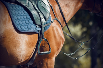 On a red horse with glossy coat wearing a saddle, a blue soft saddlecloth and stirrup, and also on...