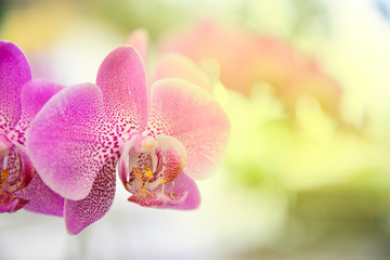 ink Phalaenopsis or Moth dendrobium Orchid flower in winter or spring day tropical garden Floral...