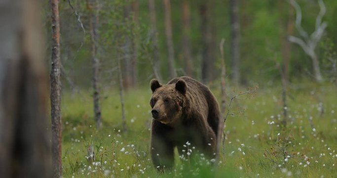 Brown bear walking around lake in the morning light. Dangerous animal in nature forest and meadow habitat. Wildlife scene from Finland near Russian border. Bear with carcass.