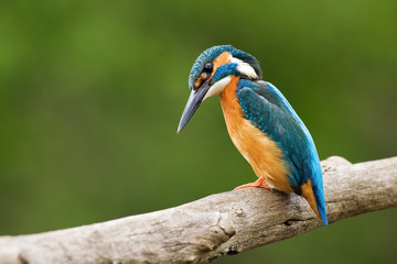 Male common kingfisher, alcedo atthis, looking curiously downwards. Blue and orange bird with long beak sitting on a perch in summer with green blurred background. 