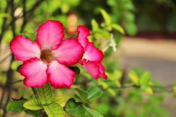 Pink adenium flowers with blur green leaves background. Adenium obesum is a colorful houseplant in temperate regions.