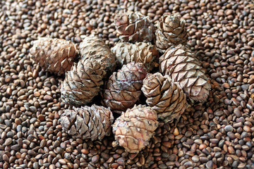 Cedar cones on the scattering of cedar nuts. Natural background.