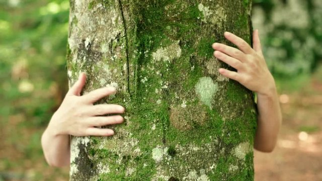 Environmentalist is hugging tree in forest