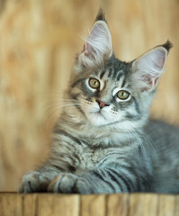 Maine Coon kitten