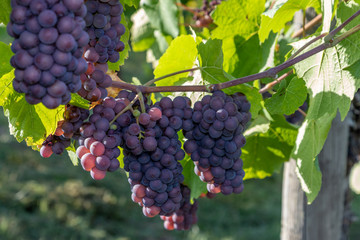 Rotwein Traube Grauburgunder in einem Weinberg in Brauneberg an der Mosel