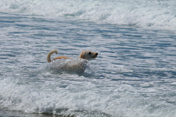 Fototapeta premium A white labradoodle frolics in the Pacific Ocean on the Oregon coast.