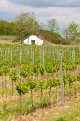 Fototapeta na wymiar vineyard in south Moravia, Czech Republic