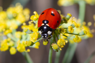 Ladybug eating pollum