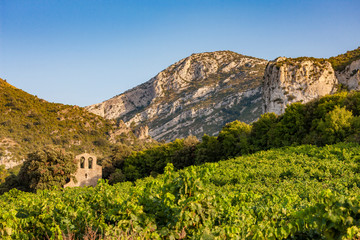 vineyards in the wine region Languedoc-Roussillon, Roussillon, France - obrazy, fototapety, plakaty