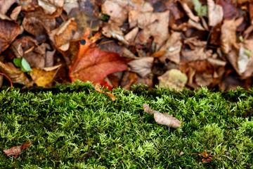fallen colorful maple leaves on a tree trunk in the autumn forest