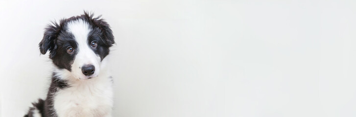 Funny studio portrait of cute smilling puppy dog border collie isolated on white background. New...