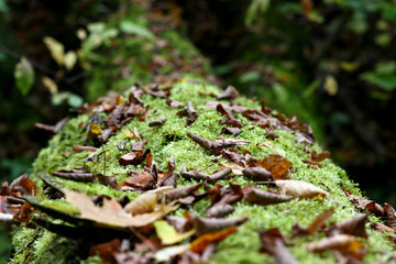 fallen colorful maple leaves on a tree trunk in the autumn forest