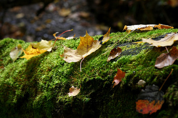 fallen colorful maple leaves on a tree trunk in the autumn forest