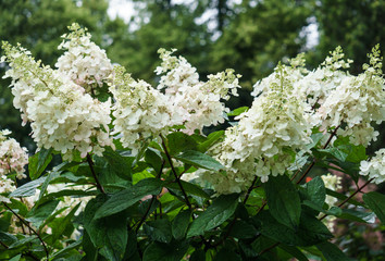 Bushes of a white cone-shaped hydrangea in a city garden.