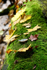 fallen colorful maple leaves on a tree trunk in the autumn forest