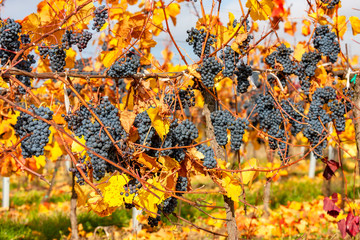 Blue grapes variety Zweigeltrebe, Lower Austria, Austria
