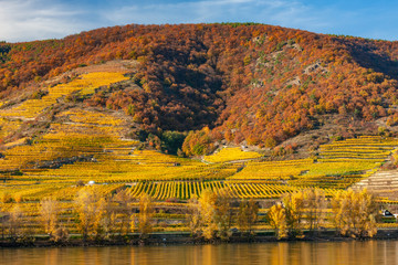 Fototapeta na wymiar Autumn vineyards, Wachau Valley, Lower Austria, Austria