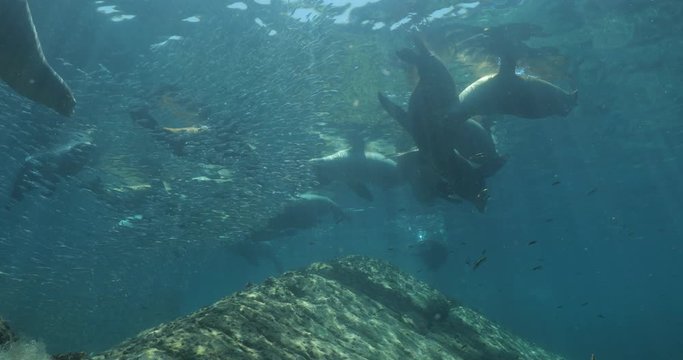 Californian sea lion (Zalophus californianus) swimming and playing in the reefs of los islotes in Espiritu Santo island at La paz,The world's aquarium. Baja California Sur,Mexico.