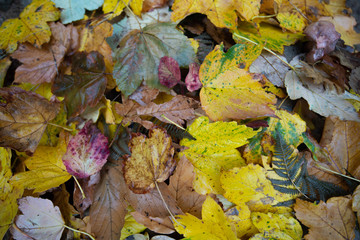 colori autunnali