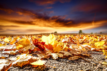 Autumn leaves of free space for your decoration and mood sky 