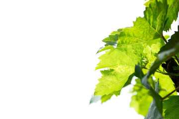 Grape leaf and branch on white background.