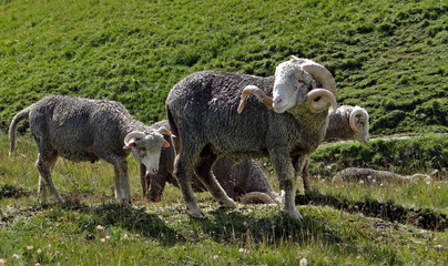 Naklejka premium Gros plan sur un magnifique bélier et ses congénères