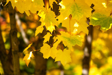 autumn yellow maple leaves in the sun