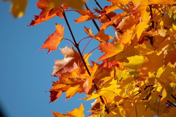 yellow maple leaves against the blue sky
