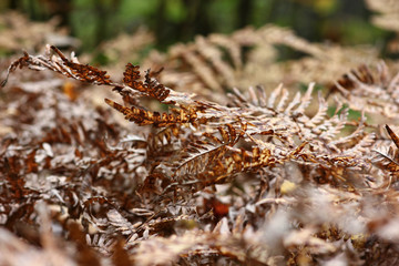 texture of dried fern in late autumn