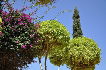 green tree in garden