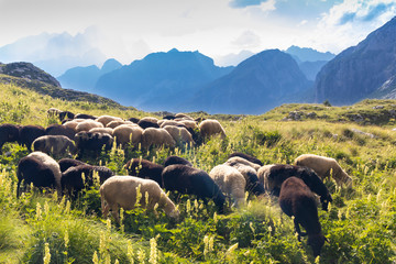 Obraz premium herd of sheep near Mangart, Triglav national park, Slovenia