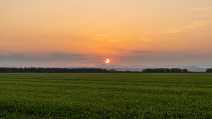 Sunset in a rice field of the "Albufera of Valencia".