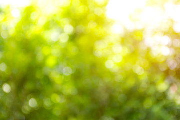 Abstract blurred green leaves nature background.