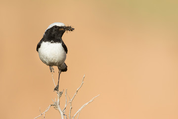 Finsch's Wheatear, Oenanthe finschii