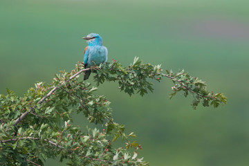 European Roller, Coracias garrulus
