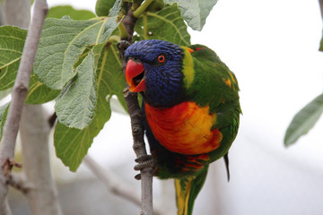 lorikeet in a zoo in france