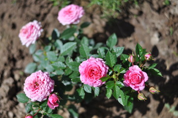 flowers in the garden