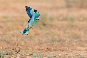 European Roller, Coracias garrulus