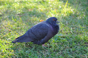 pigeon on grass