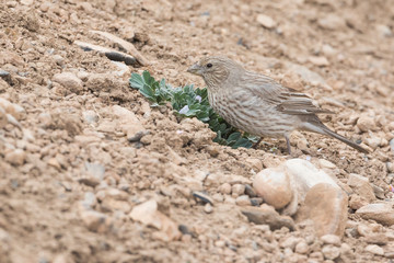 Great Rosefinch, Carpodacus rubicilla
