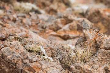 Great Rosefinch, Carpodacus rubicilla