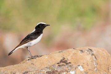 Finsch's Wheatear, Oenanthe finschii