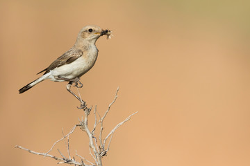 Finsch's Wheatear, Oenanthe finschii